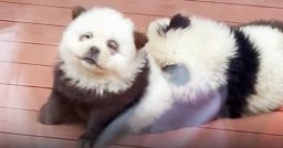 Chinese zoo under fire after dyeing dogs to resemble pandas