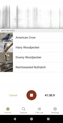 My Merlin Bird app found the perfect cast for a bird Porno.