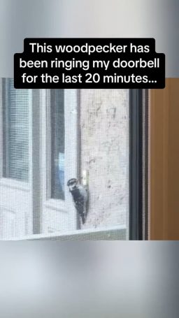 Woodpecker vs doorbell